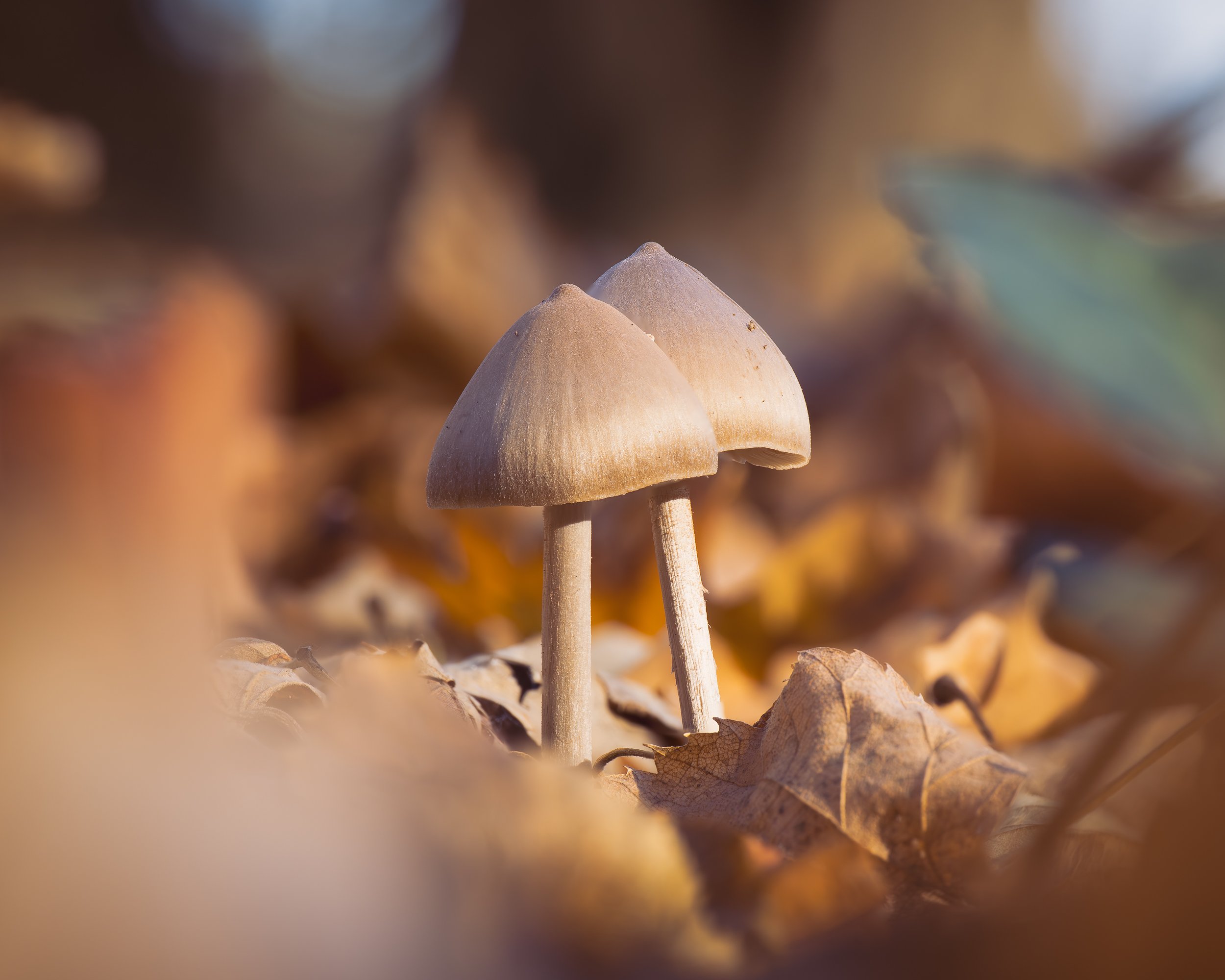 Discovering Hidden Worlds: Autumn Macro Photography with the OM System 90mm Lens