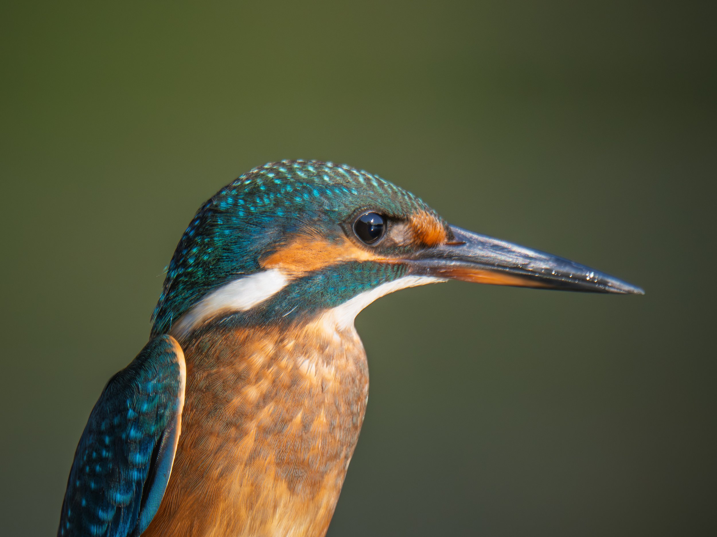 Patience Rewarded: Capturing Romania's Kingfishers