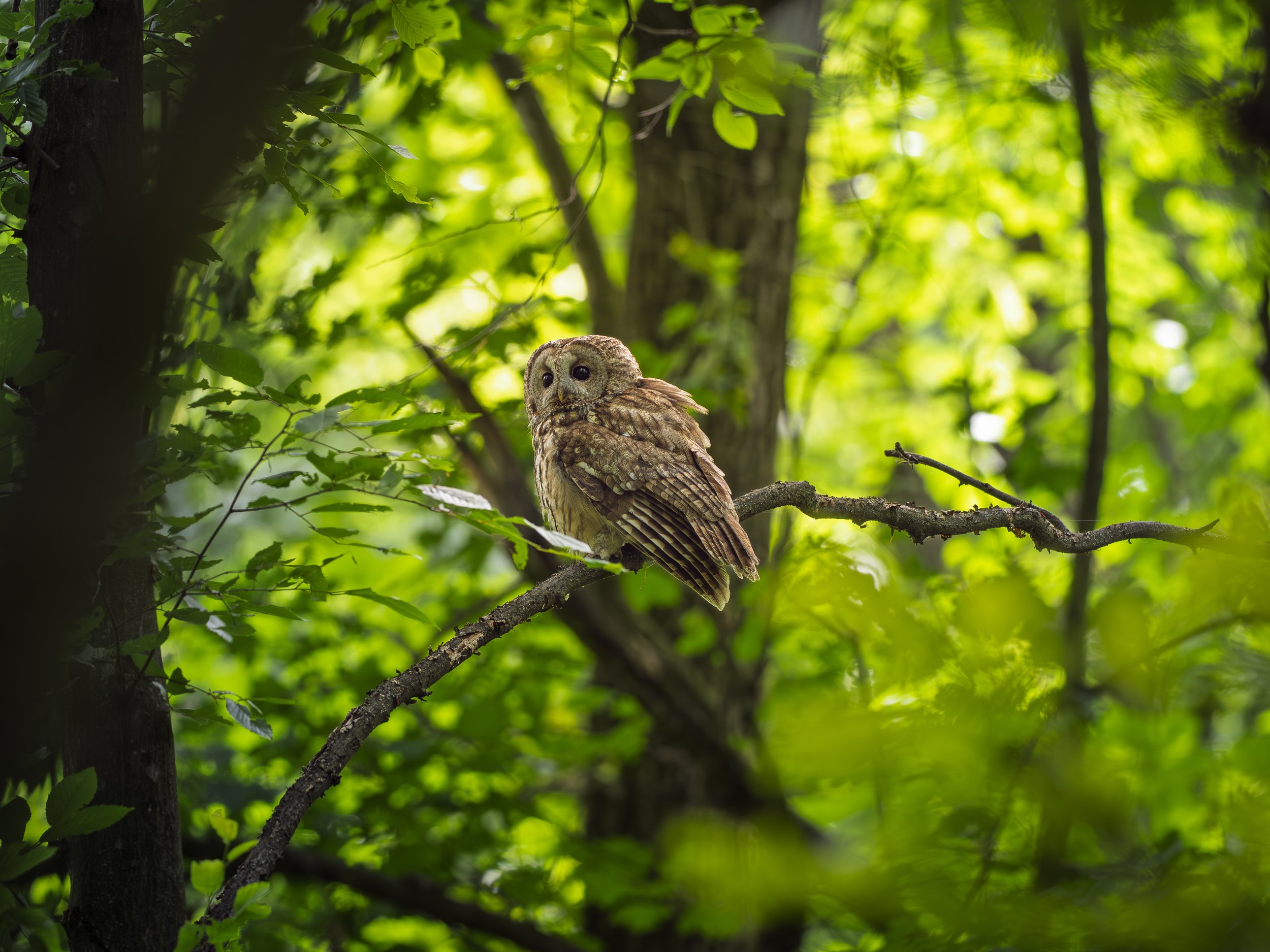 Photographing Tawny Owls