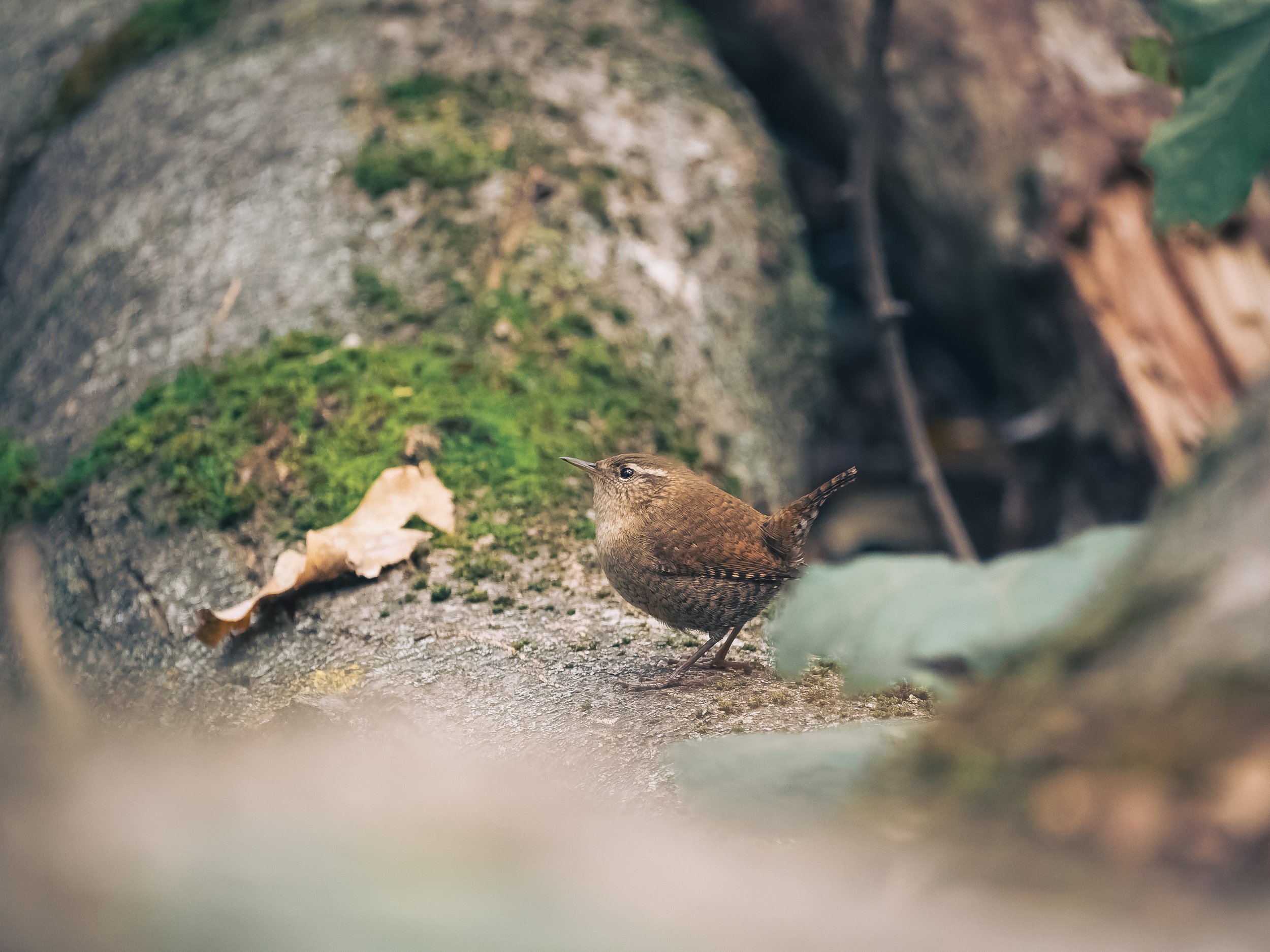 The Wildlife Photography Lesson I Keep Learning (And the 100-400mm Lens That Captured It)