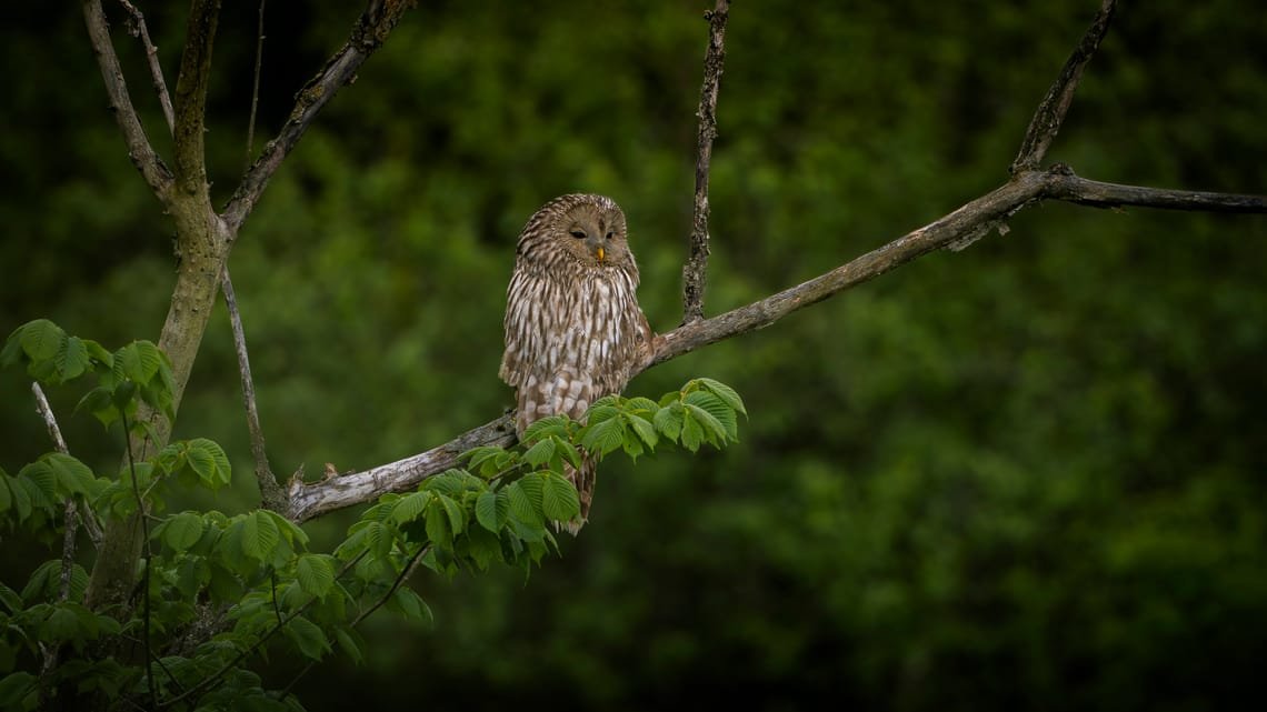 Ural owl